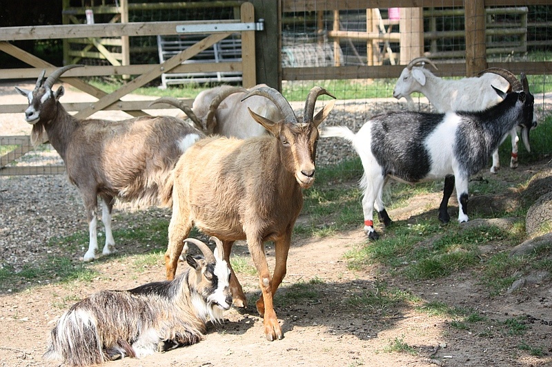 vern-from-goats-sense-emotions-study